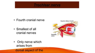 Trochlear nerve
• Fourth cranial nerve
• Smallest of all
cranial nerves
• Only nerve which
arises from
dorsal aspect of the
 