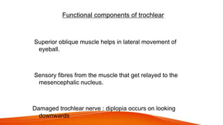 Functional components of trochlear
General somatic efferent :
Superior oblique muscle helps in lateral movement of
eyeball.
General somatic afferent :
Sensory fibres from the muscle that get relayed to the
mesencephalic nucleus.
Clinical anatomy
Damaged trochlear nerve : diplopia occurs on looking
downwards
 