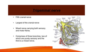 Trigeminal nerve
• Fifth cranial nerve
• Largest of the cranial nerve
• Mixed nerve carrying both sensory
and motor fibres.
• Comprises of three branches, two of
which are purely sensory and the
third is a mixed nerve.
 