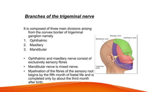 Branches of the trigeminal nerve
It is composed of three main divisions arising
from the convex border of trigeminal
ganglion namely
1. Ophthalmic
2. Maxillary
3. Mandibular
• Ophthalmic and maxillary nerve consist of
exclusively sensory fibres
• Mandibular nerve is mixed nerve.
• Myelination of the fibres of the sensory root
begins by the fifth month of foetal life and is
completed only by about the third month
after birth.
 