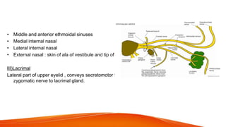 Anterior ethmoidal
• Middle and anterior ethmoidal sinuses
• Medial internal nasal
• Lateral internal nasal
• External nasal : skin of ala of vestibule and tip of nose.
III)Lacrimal
Lateral part of upper eyelid , conveys secretomotor fibres from
zygomatic nerve to lacrimal gland.
 