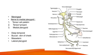 Mandibular nerve division
 Trunk :
• Meningeal
• Nerve to medial pterygoid :
1. Tensor veli palatini
2. Tensor tympani
3. Medial pterygoid
 Anterior division:
• Deep temporal
• Buccal : skin of cheek
• Masseteric
• Lateral pterygoid
 