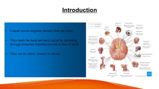 Introduction
• Cranial nerves originate directly from the brain.
• They reach the head and neck region by traversing
through numerous foramina present in base of skull.
• They can be motor, sensory or mixed .
 