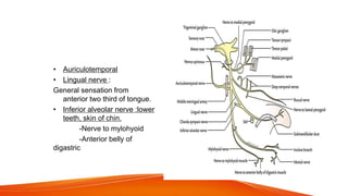  Posterior divison :
• Auriculotemporal
• Lingual nerve :
General sensation from
anterior two third of tongue.
• Inferior alveolar nerve :lower
teeth, skin of chin.
-Nerve to mylohyoid
-Anterior belly of
digastric
 