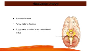 Abducent nerve
• Sixth cranial nerve
• Purely motor in function
• Supply extra ocular muscles called lateral
rectus
 
