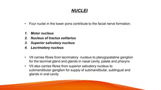 NUCLEI
• Four nuclei in the lower pons contribute to the facial nerve formation.
1. Motor nucleus
2. Nucleus of tractus solitarius
3. Superior salivatory nucleus
4. Lacrimatory nucleus
• VII carries fibres from lacrimatory nucleus to pterygopalatine ganglion
for the lacrimal gland and glands in nasal cavity, palate and pharynx
• VII also carries fibres from superior salivatory nucleus to
submandibular ganglion for supply of submandibular, sublingual and
glands in oral cavity
 