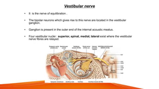 Vestibular nerve
• It is the nerve of equilibration .
• The bipolar neurons which gives rise to this nerve are located in the vestibular
ganglion.
• Ganglion is present in the outer end of the internal acoustic meatus.
• Four vestibular nuclei : superior, spinal, medial, lateral exist where the vestibular
nerve fibres are relayed.
 