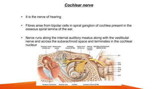 Cochlear nerve
• It is the nerve of hearing
• Fibres arise from bipolar cells in spiral ganglion of cochlea present in the
osseous spiral lamina of the ear.
• Nerve runs along the internal auditory meatus along with the vestibular
nerve and across the subarachnoid space and terminates in the cochlear
nucleus.
 