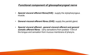 Functional component of glossopharyngeal nerve
• Special visceral efferent fibres(SVE) : supply the stylopharyngeus
muscle.
• General visceral efferent fibres (GVE): supply the parotid gland.
• Special visceral afferent , general visceral afferent and general
somatic afferent fibres : carry sensations from posteior 1/3rd of
the tongue and sensation from mucous membrane of pharynx.
 