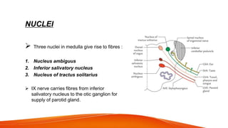 NUCLEI
 Three nuclei in medulla give rise to fibres :
1. Nucleus ambiguus
2. Inferior salivatory nucleus
3. Nucleus of tractus solitarius
 IX nerve carries fibres from inferior
salivatory nucleus to the otic ganglion for
supply of parotid gland.
 