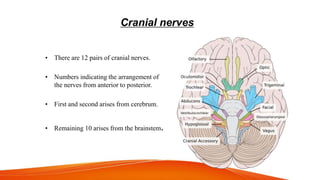 Cranial nerves
• There are 12 pairs of cranial nerves.
• Numbers indicating the arrangement of
the nerves from anterior to posterior.
• First and second arises from cerebrum.
• Remaining 10 arises from the brainstem.
 
