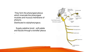 Ph They form the pharyngeal plexus
which innervate the pharyngeal
muscles and mucous membrane of
pharynx.
Distributed to stylopharyngeus.
• bSupply palatine tonsil , soft palate
and fauces through a tonsillar plexus
.
 