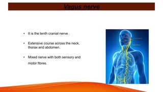 Vagus nerve
• It is the tenth cranial nerve .
• Extensive course across the neck,
thorax and abdomen.
• Mixed nerve with both sensory and
motor fibres.
 