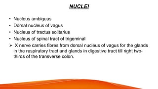 NUCLEI
• Nucleus ambiguus
• Dorsal nucleus of vagus
• Nucleus of tractus solitarius
• Nucleus of spinal tract of trigeminal
 X nerve carries fibres from dorsal nucleus of vagus for the glands
in the respiratory tract and glands in digestive tract till right two-
thirds of the transverse colon.
 