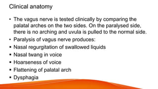 Clinical anatomy
• The vagus nerve is tested clinically by comparing the
palatal arches on the two sides. On the paralysed side,
there is no arching and uvula is pulled to the normal side.
• Paralysis of vagus nerve produces:
 Nasal regurgitation of swallowed liquids
 Nasal twang in voice
 Hoarseness of voice
 Flattening of palatal arch
 Dysphagia
 