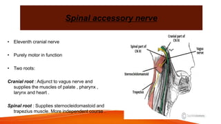 Spinal accessory nerve
• Eleventh cranial nerve
• Purely motor in function
• Two roots:
Cranial root : Adjunct to vagus nerve and
supplies the muscles of palate , pharynx ,
larynx and heart .
Spinal root : Supplies sternocleidomastoid and
trapezius muscle. More independent course .
 