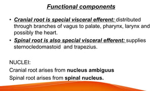 Functional components
• Cranial root is special visceral efferent: distributed
through branches of vagus to palate, pharynx, larynx and
possibly the heart.
• Spinal root is also special visceral efferent: supplies
sternocledomastoid and trapezius.
NUCLEI:
Cranial root arises from nucleus ambiguus
Spinal root arises from spinal nucleus.
 