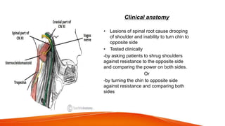 Clinical anatomy
• Lesions of spinal root cause drooping
of shoulder and inability to turn chin to
opposite side
• Tested clinically
-by asking patients to shrug shoulders
against resistance to the opposite side
and comparing the power on both sides.
Or
-by turning the chin to opposite side
against resistance and comparing both
sides
 