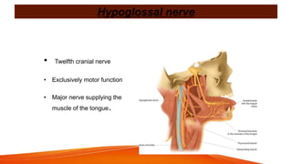 Hypoglossal nerve
• Twelfth cranial nerve
• Exclusively motor function
• Major nerve supplying the
muscle of the tongue.
 