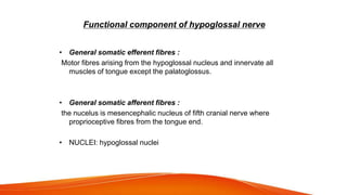 Functional component of hypoglossal nerve
• General somatic efferent fibres :
Motor fibres arising from the hypoglossal nucleus and innervate all
muscles of tongue except the palatoglossus.
• General somatic afferent fibres :
the nucelus is mesencephalic nucleus of fifth cranial nerve where
proprioceptive fibres from the tongue end.
• NUCLEI: hypoglossal nuclei
 