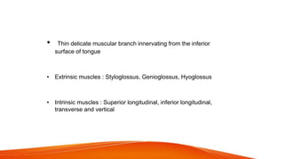 Branches of the hypoglossal nerve proper
• Thin delicate muscular branch innervating from the inferior
surface of tongue
• Extrinsic muscles : Styloglossus, Genioglossus, Hyoglossus
• Intrinsic muscles : Superior longitudinal, inferior longitudinal,
transverse and vertical
 