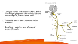 Branches containing fibres of nerve C1
• Meningeal branch: contains sensory fibres. Enters
skull through hypoglossal canal and supplies bone
and meninges of posterior cranial fossa.
• Descending branch: continues as descendans
hypoglossi
• Branches are also given to thyrohyoid and
geniohyoid muscle.
 