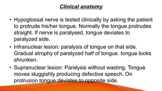Clinical anatomy
• Hypoglossal nerve is tested clinically by asking the patient
to protrude his/her tongue. Normally the tongue protrudes
straight. If nerve is paralysed, tongue deviates to
paralyzed side.
• Infranuclear lesion: paralysis of tongue on that side.
Gradual atrophy of paralyzed half of tongue. tongue looks
shrunken.
• Supranuclear lesion: Paralysis without wasting. Tongue
moves sluggishly producing defective speech. On
protrusion tongue deviates to opposite side.
 