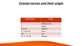 Cranial nerves and their origin
Cranial Nerve Origin
I Olfactory bulb
II Retina
III and IV Midbrain
V , VI and VII Pons
VIII Ear
IX , X , XI , XII Medulla
 