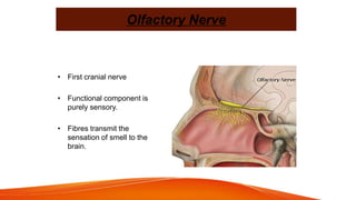 Olfactory Nerve
• First cranial nerve
• Functional component is
purely sensory.
• Fibres transmit the
sensation of smell to the
brain.
 