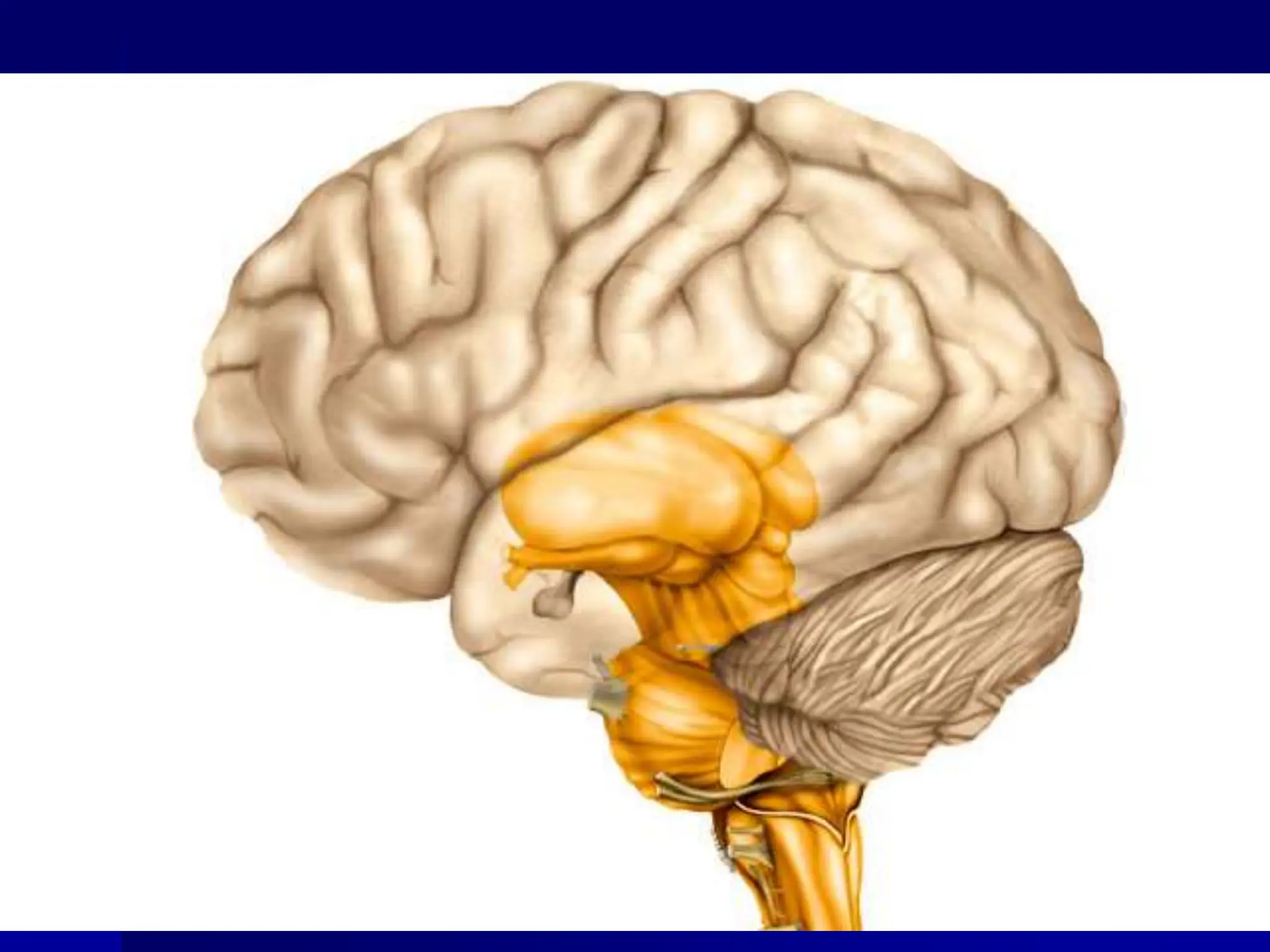 Ppt Gross Anatomy Of The Brain Cranial Nerves 1 PPT GROSS ANATOMY OF