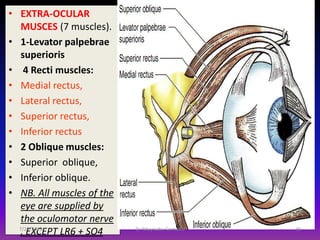 Pair_of _Cranial_nerve_ (from_ CN1_ TO_ CN4) | PDF