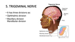 5. TRIGEMINAL NERVE
• It has three divisions as:
• Ophthalmic division
• Maxillary division
Mandibular division
 