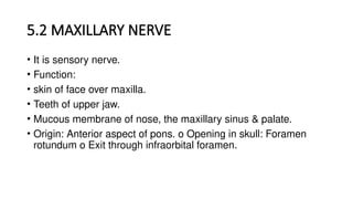 5.2 MAXILLARY NERVE
• It is sensory nerve.
• Function:
• skin of face over maxilla.
• Teeth of upper jaw.
• Mucous membrane of nose, the maxillary sinus & palate.
• Origin: Anterior aspect of pons. o Opening in skull: Foramen
rotundum o Exit through infraorbital foramen.
 