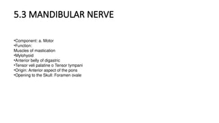 5.3 MANDIBULAR NERVE
•Component: a. Motor
•Function:
Muscles of mastication
•Mylohyoid
•Anterior belly of digastric
•Tensor veli palatine o Tensor tympani
•Origin: Anterior aspect of the pons
•Opening to the Skull: Foramen ovale
 