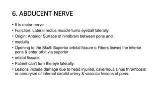 6. ABDUCENT NERVE
• It is motor nerve
• Function: Lateral rectus muscle turns eyeball laterally
• Origin: Anterior Surface of hindbrain between pons and
• medulla
• Opening to the Skull: Superior orbital fissure o Fibers leaves the inferior
pons & enter orbit via superior
• orbital fissure.
• Patient can't turn the eye laterally.
• Lesions include damage due to head injuries, cavernous sinus thrombosis
or aneurysm of internal carotid artery & vascular lesions of pons.
 
