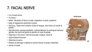 7. FACIAL NERVE
• It is mixed nerve.
• Function:-
• Motor: Muscles of face & scalp, stapedius muscle, posterior
• belly of digastric& stylohoid muscle.
• Sensory: Taste from anterior 2/3rd of tongue, from floor of mouth &
palate.
• Secretomotor parasympathetic: submandibular & sublingual salivary
glands, the lacrimal gland & glands of nose & palate.
• Opening in the skull: internal acoustic meatus, facial &
• stylomostoid foramen.
• Attaches to pons.
• Effects of damage: inability to control facial muscles; distorted
• sense of taste.
 