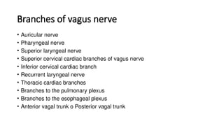 Branches of vagus nerve
• Auricular nerve
• Pharyngeal nerve
• Superior laryngeal nerve
• Superior cervical cardiac branches of vagus nerve
• Inferior cervical cardiac branch
• Recurrent laryngeal nerve
• Thoracic cardiac branches
• Branches to the pulmonary plexus
• Branches to the esophageal plexus
• Anterior vagal trunk o Posterior vagal trunk
 