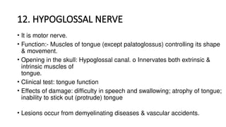 12. HYPOGLOSSAL NERVE
• It is motor nerve.
• Function:- Muscles of tongue (except palatoglossus) controlling its shape
& movement.
• Opening in the skull: Hypoglossal canal. o Innervates both extrinsic &
intrinsic muscles of
tongue.
• Clinical test: tongue function
• Effects of damage: difficulty in speech and swallowing; atrophy of tongue;
inability to stick out (protrude) tongue
• Lesions occur from demyelinating diseases & vascular accidents.
 