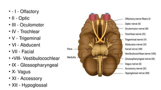 • - I - Olfactory
• II - Optic
• III - Oculomotor
• IV - Trochlear
• V - Trigeminal
• VI - Abducent
• VII - Facial
• •VIlI- Vestibulocochlear
• IX - Glossopharyngeal
• X- Vagus
• XI - Accessory
• XII - Hypoglossal
 