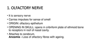 1. OLFACTORY NERVE
• It is sensory nerve
• Carries impulses for sense of smell
• ORIGIN: olfactory epithelium
• OPENING IN SKULL: opens in cribriform plate of ethmoid bone
to receptors in roof of nasal cavity.
• Attaches to cerebrum.
Anosmia - Loss of olfactory fibres with ageing.
 