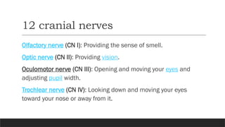 Comprehensive Overview of the 12 Cranial Nerves and Their Functions | PPTX