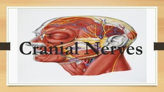 Comprehensive Overview of the 12 Cranial Nerves: Functions and Pathways ...