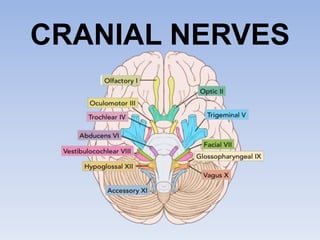 Ppt Chapter 15 Cranial Nerves Powerpoint Presentation Visual System: