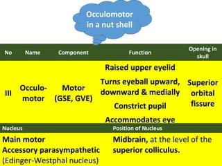 The Cranial Nerves : at a glance | PPT