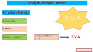 Analysis of cranial nerves
Olfactory Nerve :
Q. What is the type ?
A. Sensory
Q. Any type of sensation ?
Special visceral Afferent
S. V .A .
S .V. A
Mohamed el fiky
S V A
 