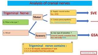 Analysis of cranial nerves
Trigeminal Nerve :
Q. What is the type ?
A. Mixed
Motor
Sensory
Q. Supply visceral arches
Yes : SVE
A. Contain parasympathetic
No : XXXXXXXXXXXX
Trigeminal nerve contains :
1- S. V. E for muscles derived from 1st arch
2. G. S. A sensation from face and scalp
Q. Any type of sensation ?
General somatic sensation from
face and scalp GSA
SVE
------
GSA
Mohamed el fiky
 
