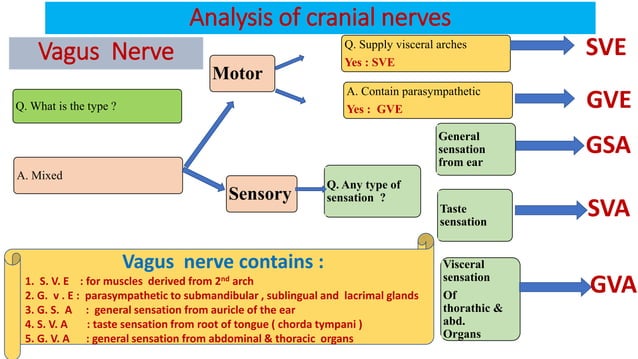 Cranial nerves neuroanatomy | PDF | Brain and Nervous System Disorders ...