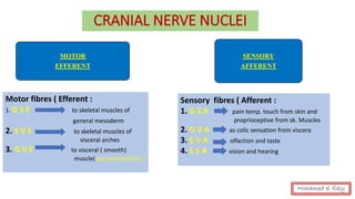 CRANIAL NERVE NUCLEI
MOTOR
EFFERENT
SENSORY
AFFERENT
Motor fibres ( Efferent :
1. G S E to skeletal muscles of
general mesoderm
2. S V E to skeletal muscles of
visceral arches
3. G V E to visceral ( smooth)
muscle( parasympathetic )
Sensory fibres ( Afferent :
1. G S A pain temp. touch from skin and
proprioceptive from sk. Muscles
2. G V A as colic sensation from viscera
3. S V A olfaction and taste
4. S S A vision and hearing
Mohamed el fiky
 