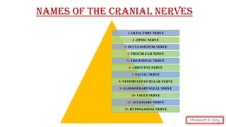 Names Of The Cranial Nerves
1- OLFACTORY NERVE
2- OPTIC NERVE
3- OCCULOMOTOR NERVE
4- TROCHLEAR NERVE
5- TRIGEMINAL NERVE
6- ABDUCENS NERVE
7- FACIAL NERVE
8- VESTIBULOCOCHLEAR NERVE
9- GLOSSOPHARYNGEAL NERVE
10- VAGUS NERVE
11- ACCESSARY NERVE
12- HYPOGLOSSAL NERVE
Mohamed el fiky
 