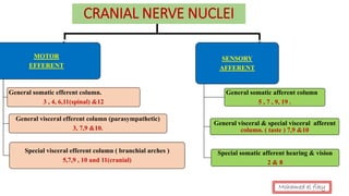 CRANIAL NERVE NUCLEI
MOTOR
EFFERENT
General somatic efferent column.
3 , 4, 6,11(spinal) &12
General visceral efferent column (parasympathetic)
3, 7,9 &10.
Special visceral efferent column ( branchial arches )
5,7,9 , 10 and 11(cranial)
SENSORY
AFFERENT
General somatic afferent column
5 , 7 , 9, 19 .
General visceral & special visceral afferent
column. ( taste ) 7,9 &10
Special somatic afferent hearing & vision
2 & 8
Mohamed el fiky
 